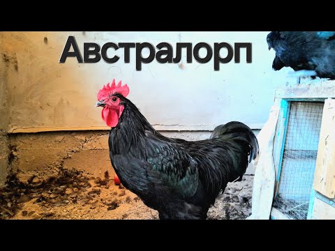 Видео: Австралорп тауықтары жайлы қысқаша...
