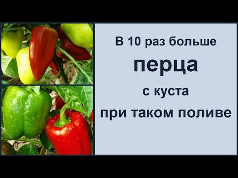 Видео: ПЕРЕЦ СЛАДКИЙ БОЛГАРСКИЙ - В 10 РАЗ БОЛЬШЕ ПЕРЦА С КУСТА ПРИ ТАКОМ ВЫРАЩИВАНИИ