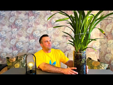 Видео: ЦИМБИДИУМ и его ЦВЕТОНОСЫ после ПЕРЕСАДКИ.  Как он развивается?
