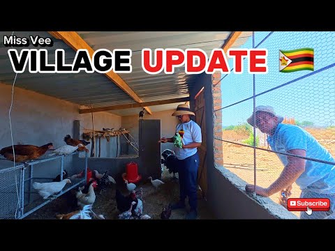 Видео: Насыщенный день в деревне | Новости о заборах, птицеводстве и инкубации 🇿🇼