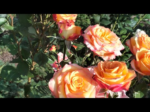 Видео: 31 мая.Получила первую зарплату/Чем обрабатываю от тли/Думала,что ее уже не встречу