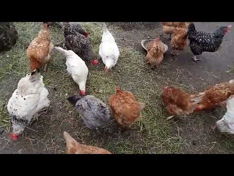 Видео: ЧОМУ КУРИ ПАДАЮТЬ НА НОГИ, ЯК ЛІЧИТЬ НАРОДНИМ СРЕДСТВОМ.