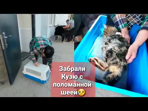 Видео: Кузю Забираем со стационара.