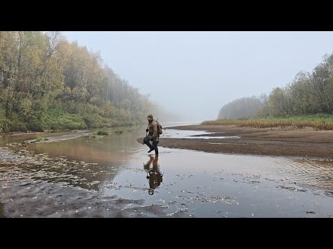 Видео: УШЕЛ В ТАЙГУ ТУМАННЫМ УТРОМ. ОХОТА НА БОРОВУЮ ПТИЦУ. СБОР ГРИБОВ ПОСЛЕ СИЛЬНОГО ЗАМОРОЗКА.