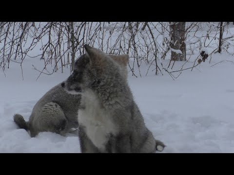 Видео: щенки западно-сибирской лайки