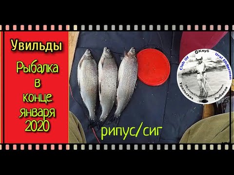 Видео: УВИЛЬДЫ! РЫБАЛКА В КОНЦЕ ЯНВАРЯ! СИГ! ВСПОМНИМ КАК ЭТО БЫЛО!