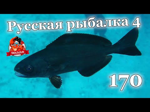 Видео: Русская рыбалка 4  170 ЯМА