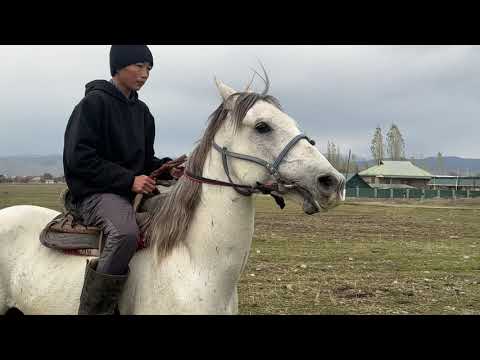 Видео: Жерге-Тал Калдар акеден арзан ат +996706281317