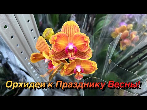 Видео: Праздничная поставка | Обзор | Орхидеи-бабочки