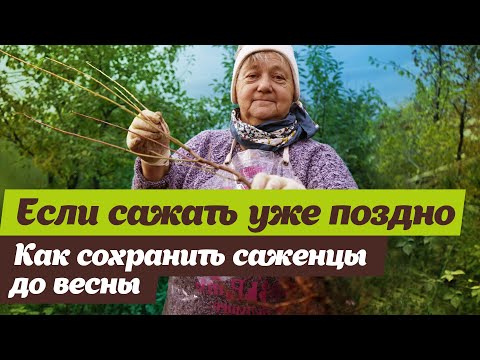 Видео: Как сохранить саженцы до весны  Делаем прикоп