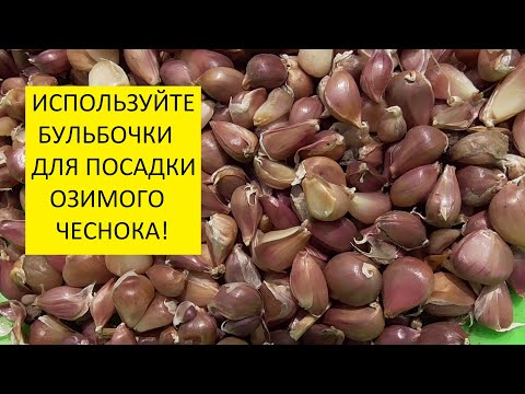 Видео: Посадка озимого чеснока. Какой семенной материал выбрать осенью?