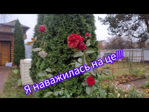 Видео: Обробила троянди, обрізала виноград,посадила аліуми😊🍁🍂