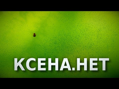 Видео: Зеленый налет ксенококуса в аквариуме