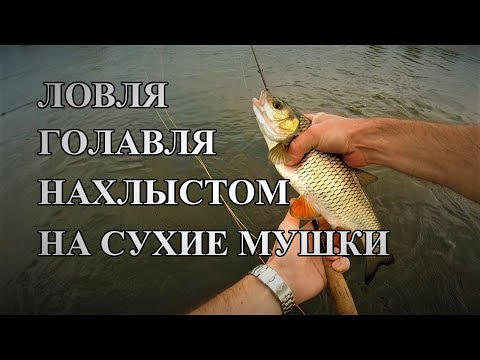 Видео: Ловля голавля нахлыстом на Угре на сухие мушки.