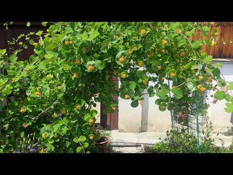 Видео: ОБЗОР ЦВЕТУЩЕГО ПАЛИСАДНИКА,ОТ 15.06.25.