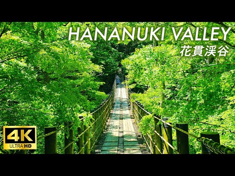 Видео: 【4K Japan Walk】Долина Ханануки — зеленый мир, где вы можете исцелиться под шум воды.