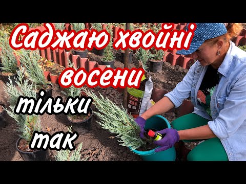 Видео: Осінь.Саджаю ялівці.Вкорінюються ШВИДКО!Підживлення при посадці.Захист від шкідників.Грунт .