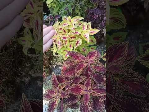 Видео: Следующая клумба с вазонами Колеуса 💖