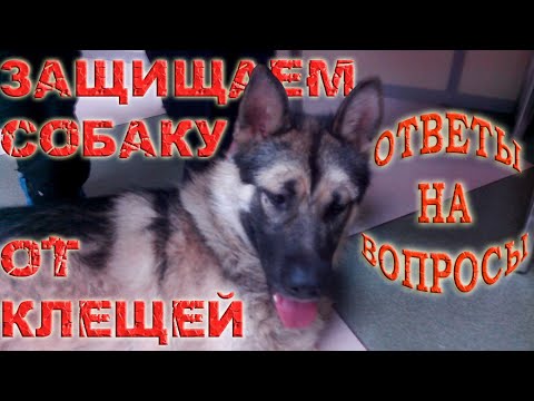 Видео: Как защитить собаку от клещей. Ответы на вопросы / Кинология / Зоопсихология
