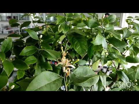 Видео: лимон 🍋Майкопский зацветает.