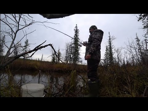 Видео: Речка в болоте кишит Мохтиками (ЕЛЕЦ)! Клюет на каждом забросе!! Сибирская рыбалка 2024 г