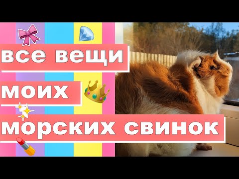 Видео: ВСЕ ВЕЩИ МОИХ МОРСКИХ СВИНОК