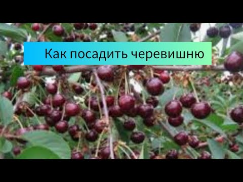 Видео: Как посадить черевишню (дюк). Как подготовить лунку, чем заправить, как подвязать