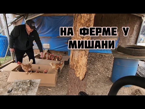 Видео: ДЕРЕВЕНСКАЯ ЖИЗНЬ В АМЕРИКЕ  ПРИВЕЗ ЕЩЁ КУРЕЙ .