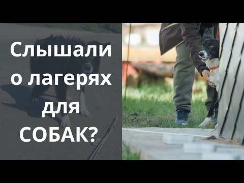 Видео: Научите дрессировке собаку в лагере! Какие дрессировочные лагеря бывают? Лагерь по ноузворк, Казань