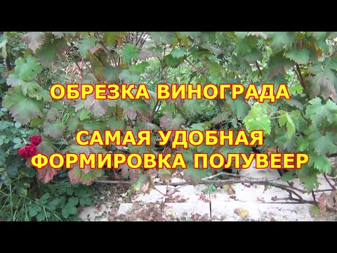 Видео: Обрезка винограда. Самая удобная формировка полувеер