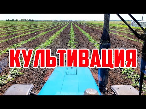 Видео: Культивация 12 06 20