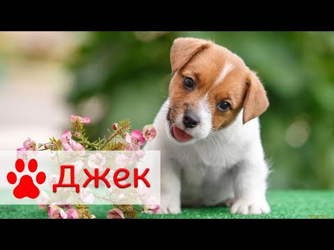 Видео: Джек-рассел-терьер | Характер, уход воспитание