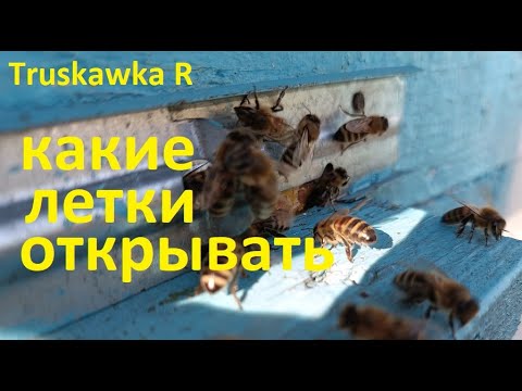 Видео: #Пчёлы. Как открывать летки на протяжении всего сезона. Верхние или нижние.