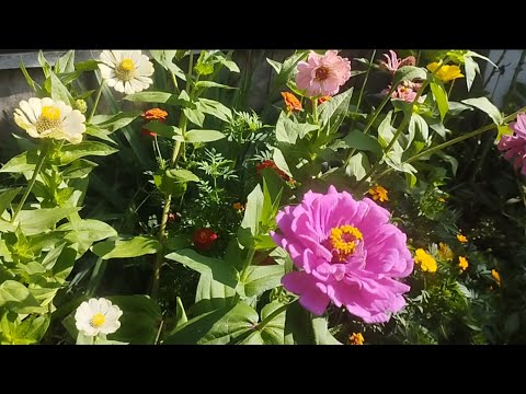 Видео: Вихідний у селі: викопали картоплю, спекла пиріг зі слив, закриваю салат і ліплю вареники🥟