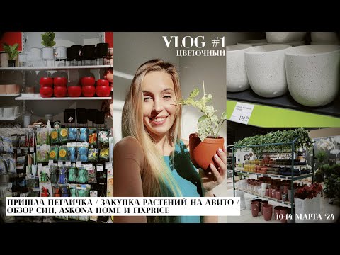 Видео: Цветочный влог #1: Пришла петличка / Закупка растений на Авито / Обзор Син, Askona Home, FixPrice