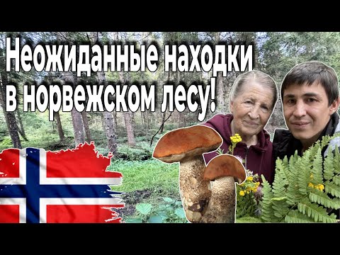 Видео: Охота за грибами в Норвегии | Лес, природа и секреты норвежского леса