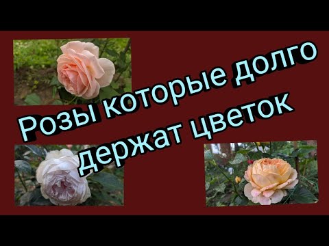 Видео: Розы которые долго держат цветок. Тридцать четыре сорта.