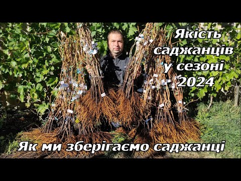 Видео: Якість саджанців у сезоні 2024. Як ми зберігаємо саджанці