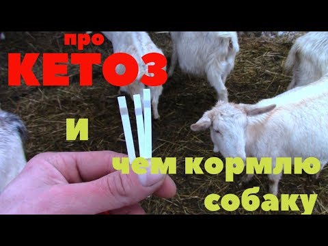 Видео: Про кетоз. Чем кормлю собаку