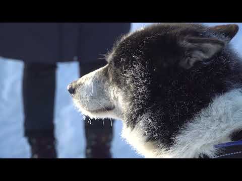 Видео: Дневник Берингии 2024 Выпуск 11