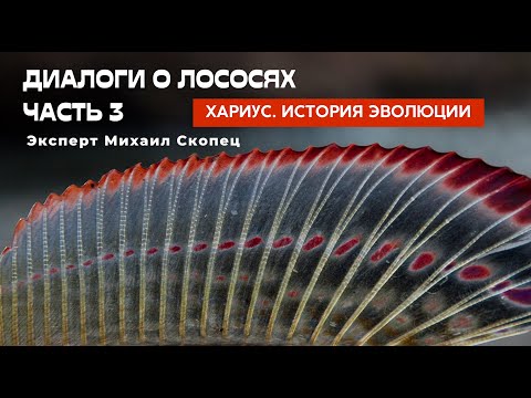 Видео: Диалоги о лососях. Часть 3. Эволюция хариуса