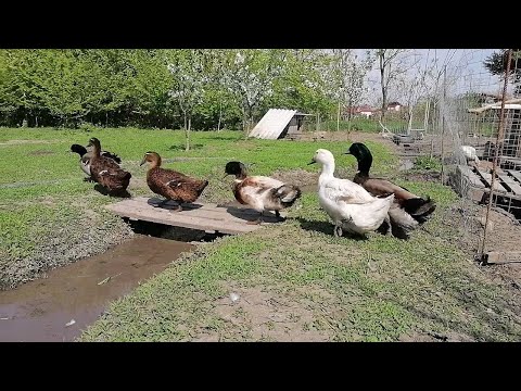 Видео: Руанские утки весной. Неоплод, как научить уток размножаться?