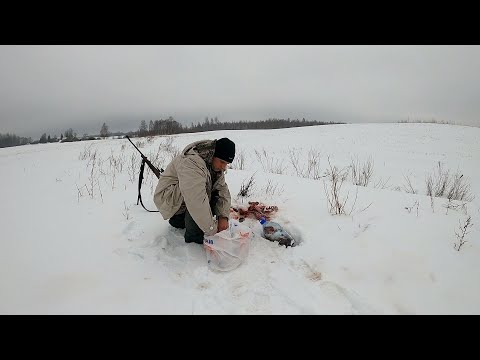 Видео: Охота на лису Перенёс приваду в другое место и начали ходить Лисы и сел в засидку