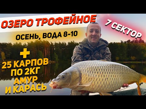 Видео: Озеро Трофейное| Ловля карпа 25 по два + амур и карась