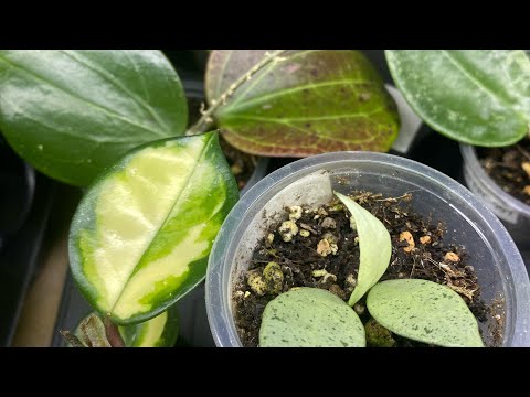 Видео: Полный обзор на все хойи - малышки. 🌿🌿🌿5 ноября 2025г