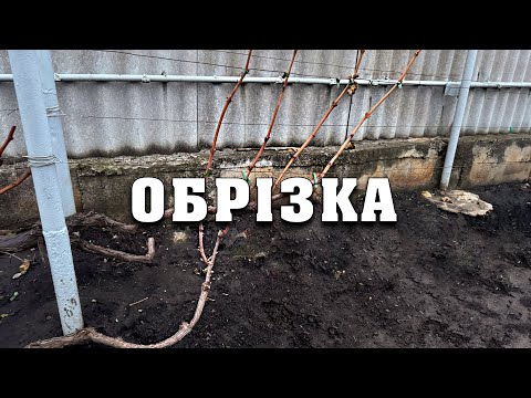 Видео: Обрізка кущів винограду. Варіанти обрізки дорослого куща, на ріжки та морозостійкого винограду
