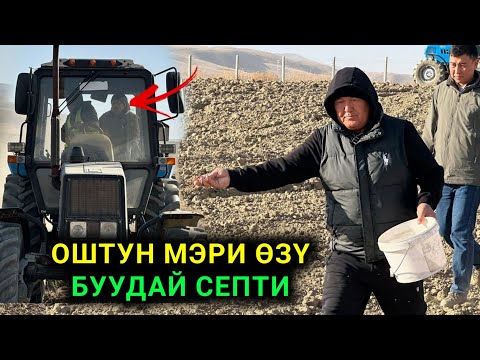 Видео: ОШТУН МЭРИ ӨЗҮ БУУДАЙ СЕБИП КОЙЧУНУН БАЛАСЫМЫН ДЕЙТ