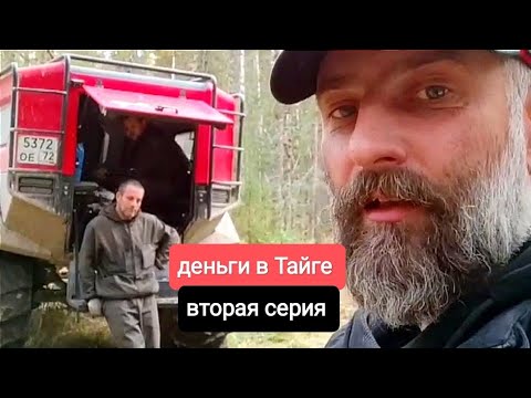 Видео: Вторая серия. Заработок на кедровых шишках. Промысел в Томской тайге.
