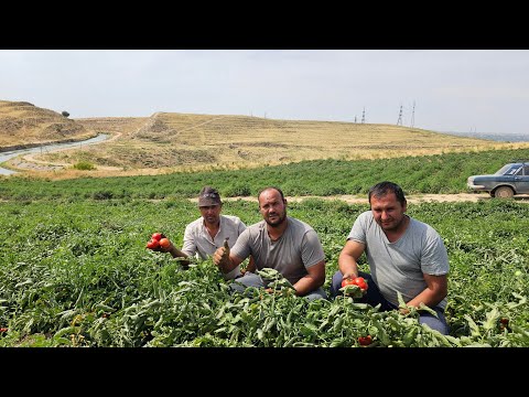 Видео: "BT 1019 F1"  4.5 ГЕКТАР МАЙДОНДАН КУНИГА 12 ТОННА ПОМИДОР.