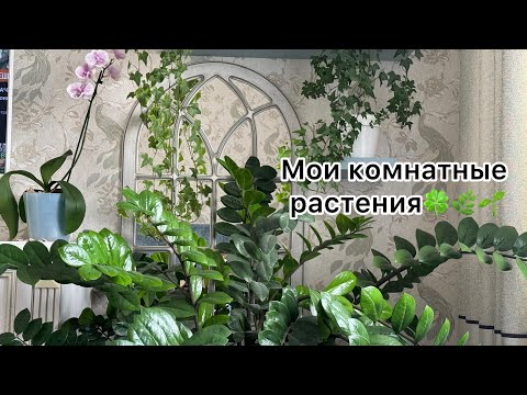 Видео: Для любителей рубрики «Мои комнатные растения» 🪴